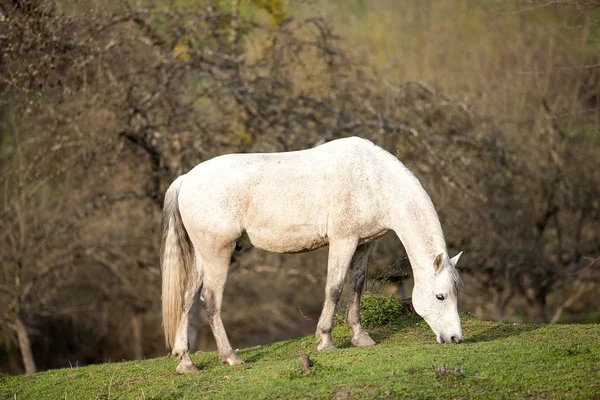 Koń andaluzyjski czeka na zewnątrz portret — Zdjęcie stockowe