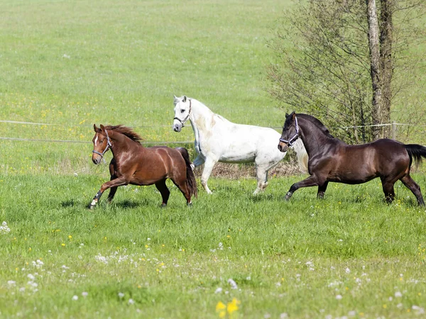 Bellissimi cavalli corrono liberi nel paddock — Foto Stock