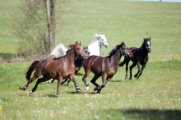 At dörtnala koşuyor dışarıda çayırda — Stok fotoğraf