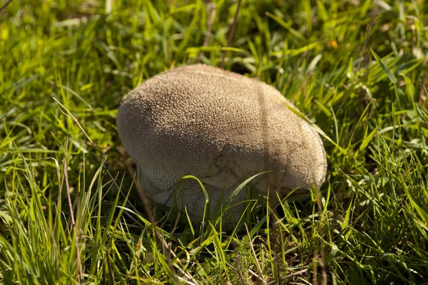 Énorme Champignon Boviste Dans Prairie — Photo