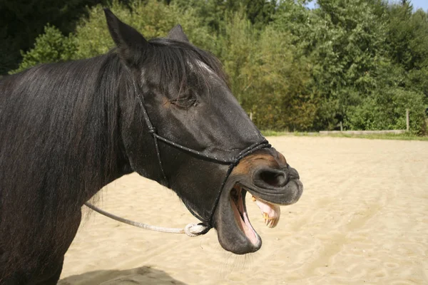 Funny Horse Yawn Show Teeth Opened Mouth — Stock Photo, Image