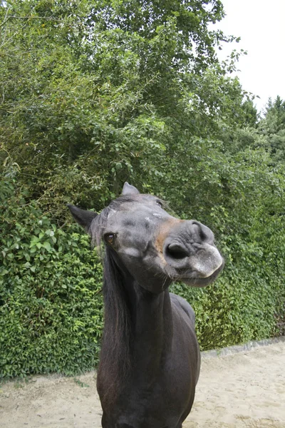 Cavalo Engraçado Sorrir Fazer Rostos Frontal Câmera — Fotografia de Stock