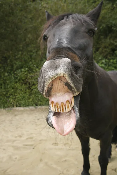 Funny horse smile and making faces frontal in camera Stick out tongue