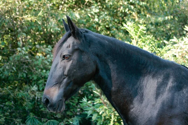 Krásný Španělský Koňský Portrét — Stock fotografie