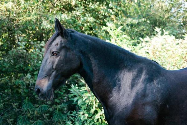 美しいアンダルシア馬の肖像画 — ストック写真