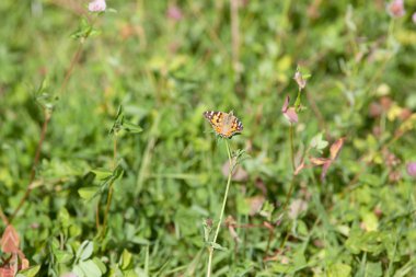 Vanessa Cardui Çayırdaki Bayan Kelebek 'i boyadı