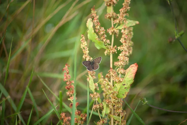 Miedź Sadza Lycaena Tityrus Motyl Łące — Zdjęcie stockowe