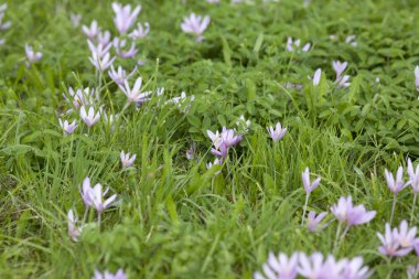 Sonbahar krokusu - Çayırdaki Colchicum sonbahar bitkisi