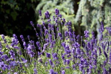Bahçedeki lavanta çiçeği bitkisi 