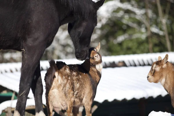 Horse and goat together - animal friendship play together