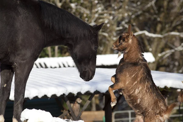 Horse and goat together - animal friendship play together
