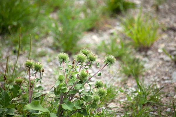 Větší Lopuch Arctium Lappa Závod — Stock fotografie