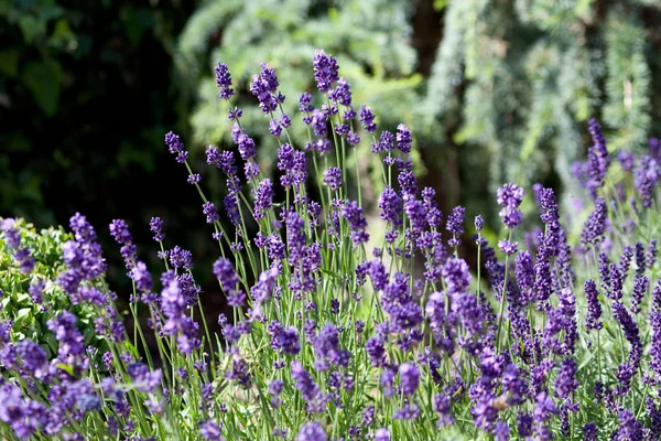 Lavender flower plant in garden