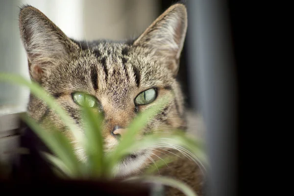 Gato Interior Escondido Detrás Una Planta Verde —  Fotos de Stock