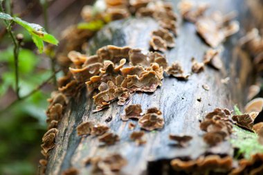 Trametes versicolor mantar kuyruğu