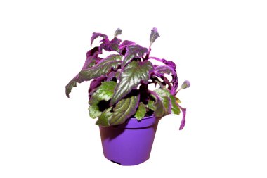 Menekşe lave (gynura scandens ile kapalı bitki gynura)