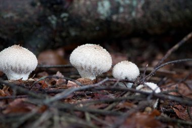  common puffball fungus Lycoperdon perlatum clipart