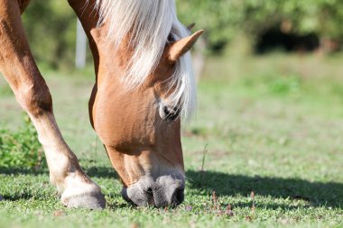Haflinger atı çayırda otluyor.