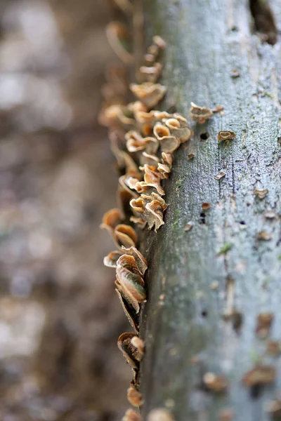 Trametes Versicolor Cola Pavo Hongo —  Fotos de Stock