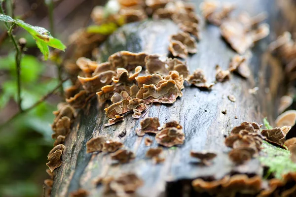 Triametes Versicolor Houba Krůtí Ocas — Stock fotografie