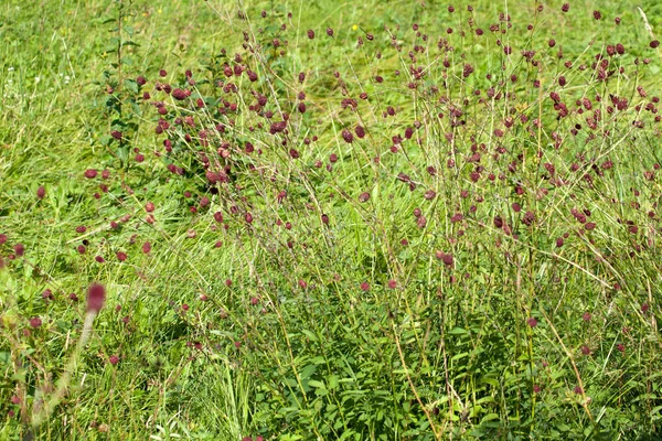 Great Burnet Plant Meadow Sanguisorba Officinalis — Stock Photo, Image