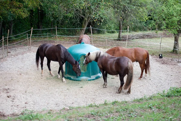 Horses Feeding Hay Rack — Stok fotoğraf