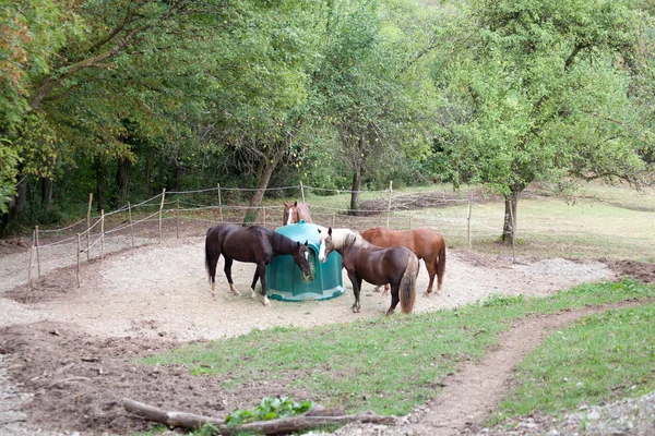 Cavalos Alimentando Fora Com Hay Rack — Fotografia de Stock
