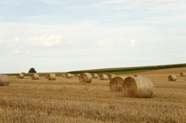 bales of straw in corn field 