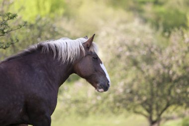 black-forest coldblood Draft Horse portrait