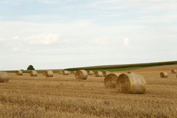Bales Straw Corn Field — Stok fotoğraf