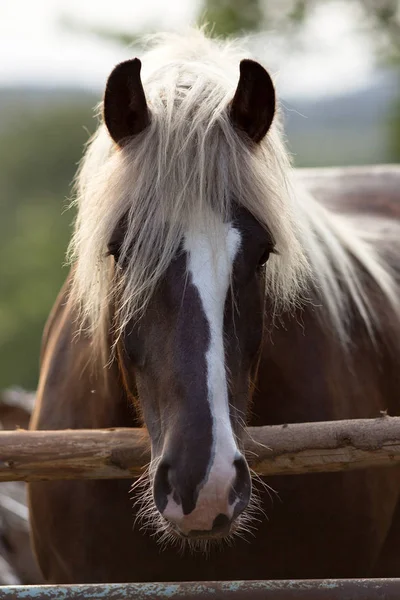 Forêt Noire Sang Froid Tirant Eau Portrait Cheval — Photo