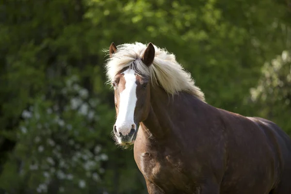 Black-forest coldblood Draft Horse portrait — Stok fotoğraf