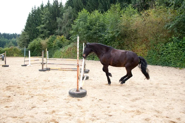 馬のライダーなしで無料ジャンプします 楽しい馬の訓練 — ストック写真