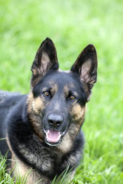 yeşil çayırda shepard köpek portresi