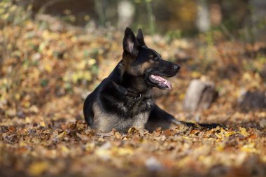 özenli Alman shepard köpek portre sonbahar renkli arka plan ile