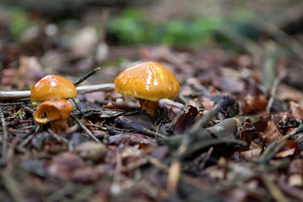 Grevillská Bolete Suillus Grevillei Modřín Bolete Houba Lese — Stock fotografie