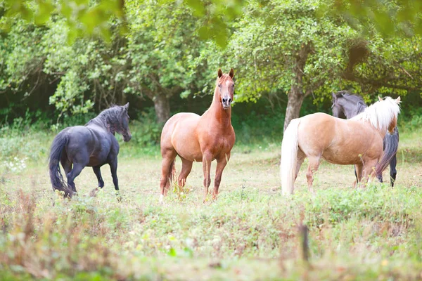 Лошади, стоящие на пастбище под повозкой летом . — стоковое фото