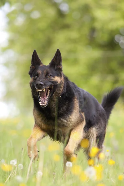 Agressive Dog Correre Vicino Con Apertura Bocca — Foto Stock