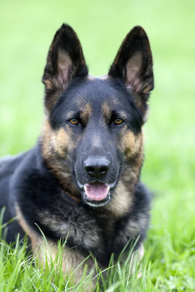 Amichevole Cane Pastore Tedesco Nero Nel Prato Verde Vicino — Foto Stock