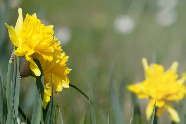 Narcis Pasen bloemen achtergrond. gele lentebloem — Stockfoto