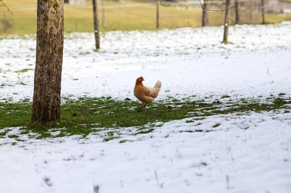 Tyúkfajta Rheinlaender Huhn Gallus Gallus Domesticus Télen Havas Réten — Stock Fotó