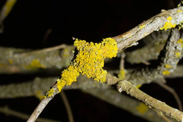 Liquen Naranja Común Escamas Amarillas Xanthoria Parietina —  Fotos de Stock