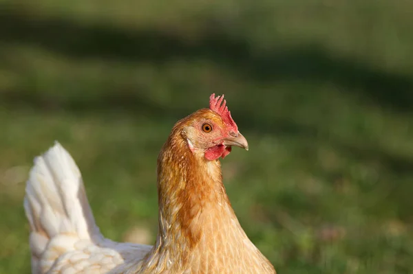 Rheinindder Huhn Tyúk Gallus Gallus Domesticus — Stock Fotó