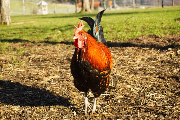 Rheinindder Huhn Csirke Gallus Gallus Domesticus Kakas — Stock Fotó