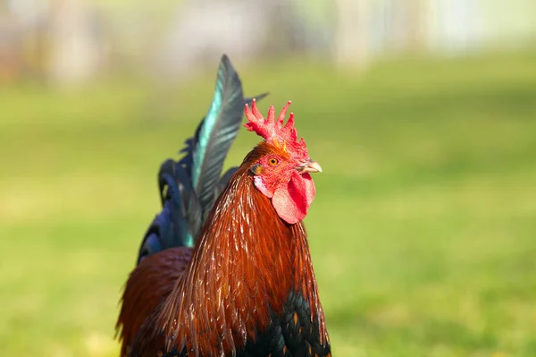 Colorful Rooster Breed Rheinlnder Huhn Chicken Gallus Gallus Domesticus — ストック写真