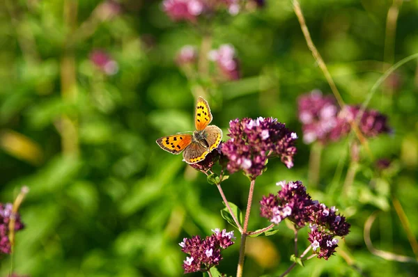 Petit Papillon Commun Cuivre Lycaena Phlaeas Sur Fleur — Photo