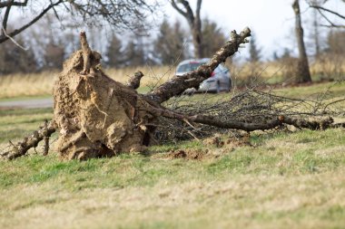 Uprooted tree fall down in storm