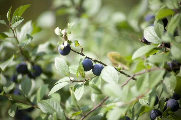 blackthorn sloe plant with blue berries (Prunus spinosa)