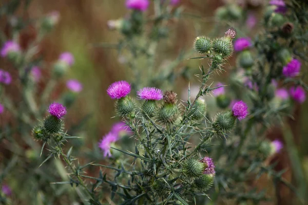 Vlněné Bodláčí Cirsium Eriophorum Rostlina — Stock fotografie