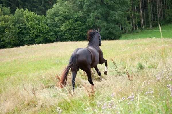 Black Horse Run Away Horses Galopping Free Meadow Rear View — стоковое фото